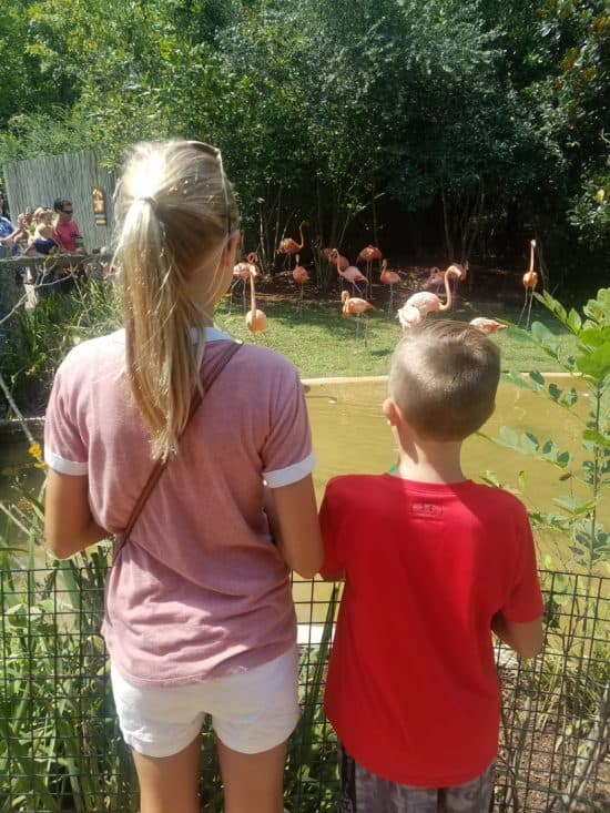 kids gazing at flamingos