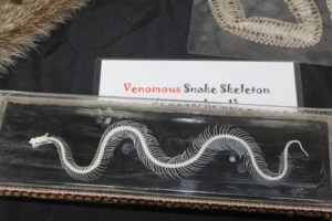 snake skeleton